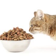 cat-food-300x185