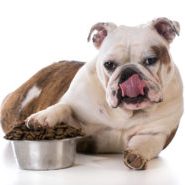 dog-food-300x185